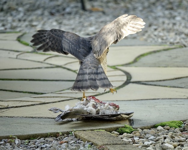 sparrowhawk feeding
